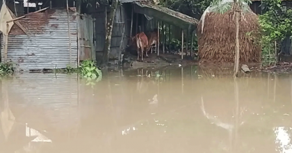 কুড়িগ্রামে পানিবন্দি ১০ হাজার মানুষ