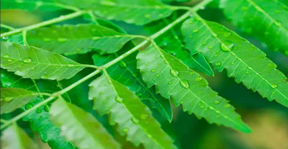 যে পাতার রস খেলে কৃমি নির্মূল হয়