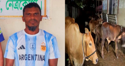 নেত্রকোনায় বিশেষ অভিযানে ১৭টি চোরাই গরু উদ্ধার, গ্রেফতার এক