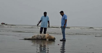 কুয়াকাটা সৈকতে ভেসে এল মৃত ইরাবতী ডলফিন