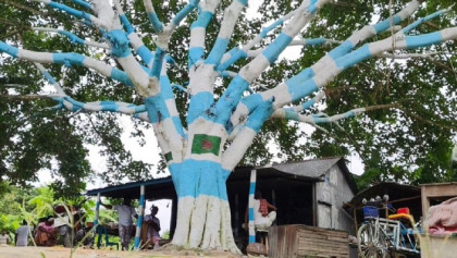 যমুনার চরে আর্জেন্টিনা পতাকার আদলে বটগাছ, দেখতে ভিড় করছে নানা বয়সী মানুষ
