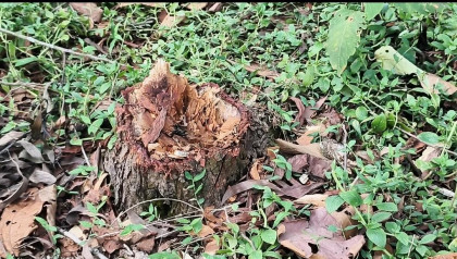 রাতের আঁধারে গারো পাহাড়ে চলছে সম্পদ লুট