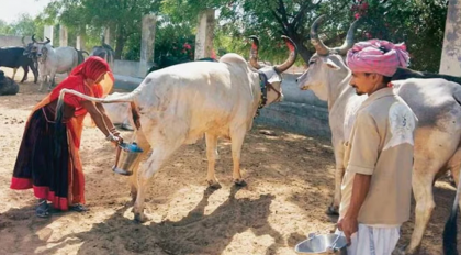 ভারতে সরকারিভাবে গোমূত্র সংগ্রহ শুরু, লিটারে ২০ রুপি দেওয়ার পরিকল্পনা