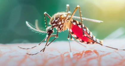 ২৪ ঘণ্টায় ডেঙ্গুতে দুই জনের প্রাণহানি, শনাক্ত ৬৯৩