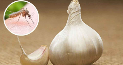 মশা তাড়াতে রসুনের কার্যকারিতা
