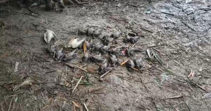 চুয়াডাঙ্গায় বিষ প্রয়োগে পাখি হত্যার ঘটনায বন বিভাগের মামলা