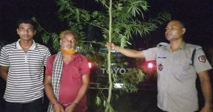 কালাইয়ে গাঁজা গাছসহ আটক এক
