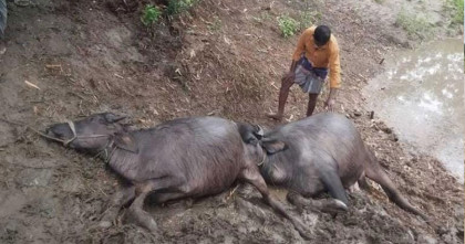 বাউফলে বিষক্রিয়ায় দুই মহিষের মৃত্যু