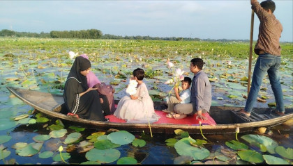 কুমিল্লার বুকে পদ্মের রাজ্য, বর্ষায় যেন রঙিন স্বপ্নের বিল