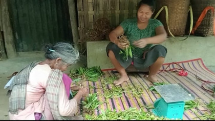 কাপ্তাইয়ে ধনিয়া চাষে পরিশ্রম, মিলছে না কাঙ্ক্ষিত লাভ