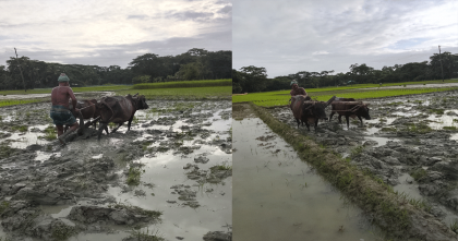 বিলুপ্তির পথে ঐতিহ্য বাহি লাঙ্গল গরুর হালচাষ