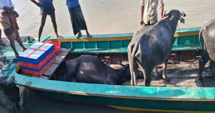 বাউফলে ঘাসে বিষপ্রয়োগে ৩ মহিষের মৃত্যু, অসুস্থ ২৫