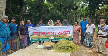 ঝালকাঠি সদরে আউশের আবাদ ১,৩৩৭ হেক্টর, ব্রি ধান১০৬-এ ভালো ফলন