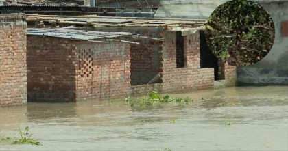 উজানের ঢলে রাজশাহীতে বিষধর সাপ, আতঙ্কে পানিবন্দি মানুষ