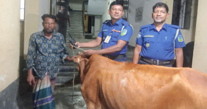বারহাট্টায় চুরি হওয়া গর্ভবতী  গাভী গরু পুলিশের সহায়তা  উদ্ধার