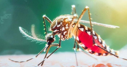 গত ২৪ ঘণ্টায় ডেঙ্গুতে আরও তিন জনের মৃত্যু; হাসপাতালে ভর্তি এক হাজার ৪৩২ জন  