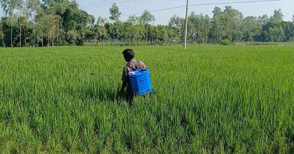 পঞ্চগড়ে আমন ধানে পোকার আক্রমন, বাড়ছে উৎপাদন খরচ লোকসানের শঙ্কা কৃষকদের