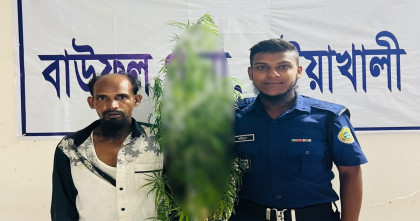 বাউফলে বাড়ির আঙিনা থেকে তিনটি গাঁজা গাছসহ গাঁজাচাষী আটক