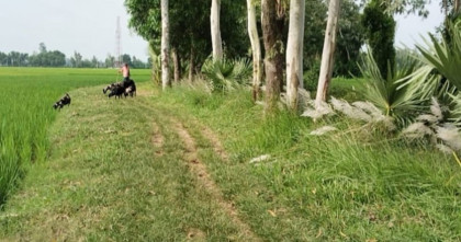 কালাই উপজেলায় কাঁচা রাস্তার বেহাল দশা, চলাচলের জন্য নেই বিকল্প কোন রাস্তা 