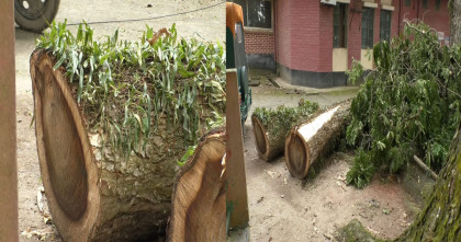 টাঙ্গাইলে নিয়ম না মেনেই হাসপাতালের পুরোনো গাছ কাটার অভিযোগ; এলাকাবাসীর ক্ষোভ 